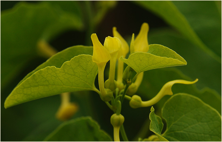 Osterluzei (Aristolochia clematitis)