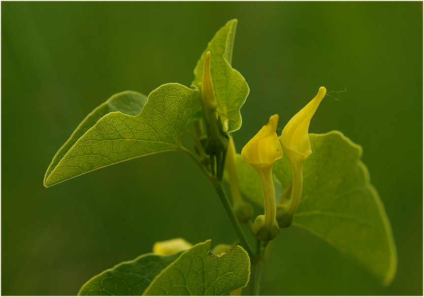 Osterluzei (Aristolochia clematitis)