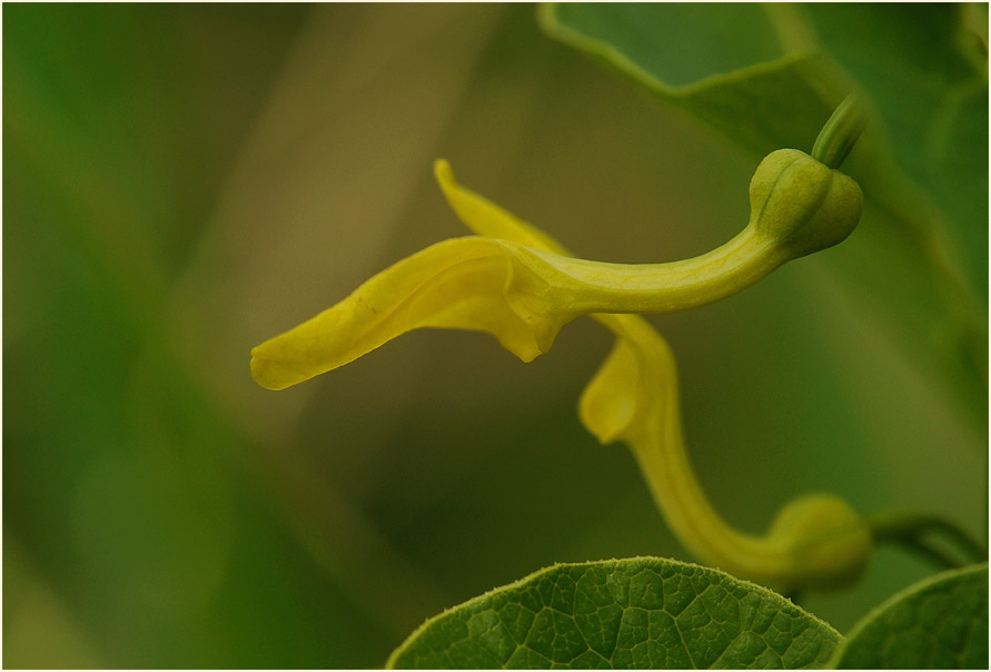 Osterluzei (Aristolochia clematitis)