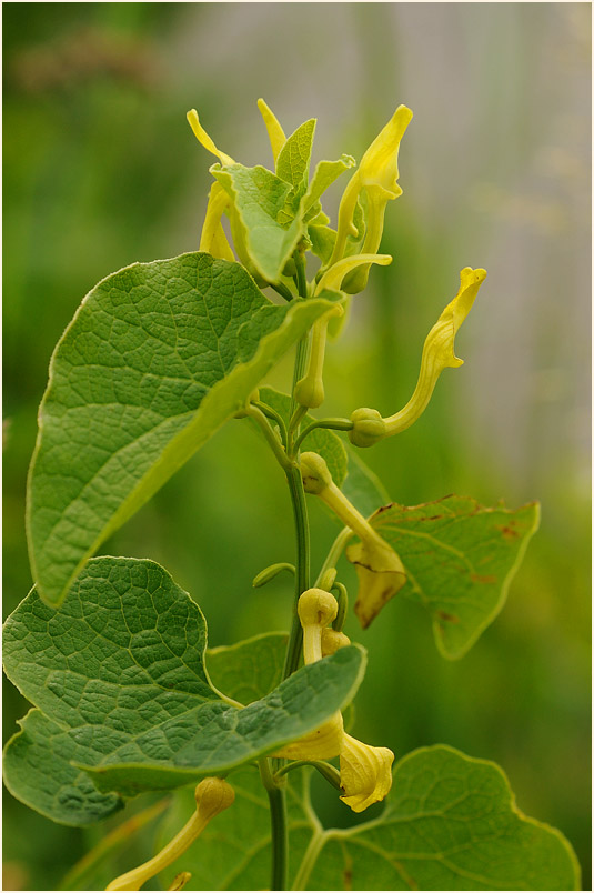 Osterluzei (Aristolochia clematitis)