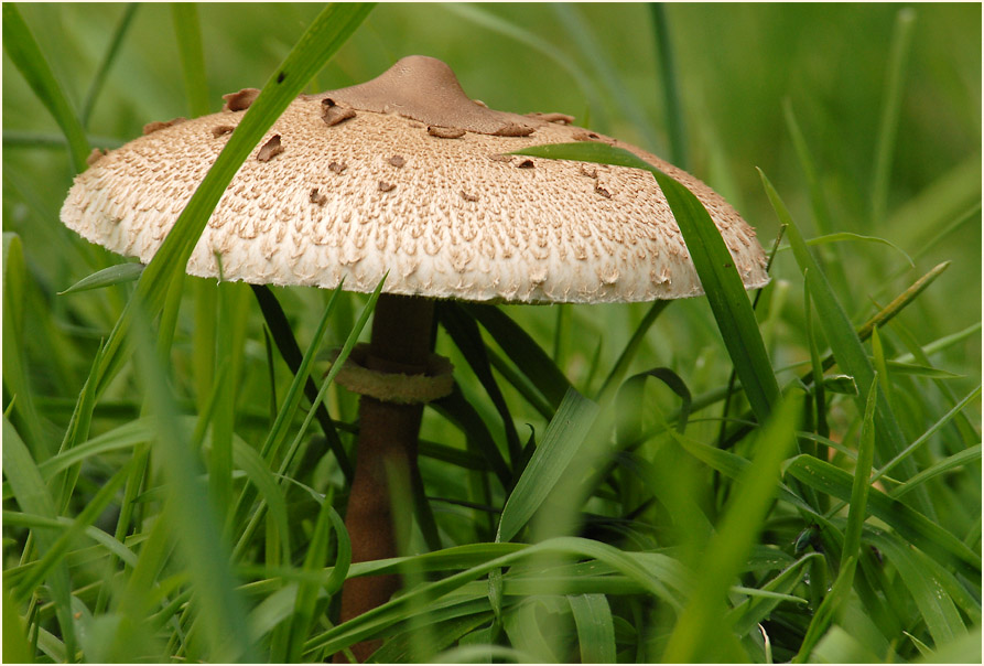 Zitzen-Riesenschirmling (Macrolepiota mastoidea)