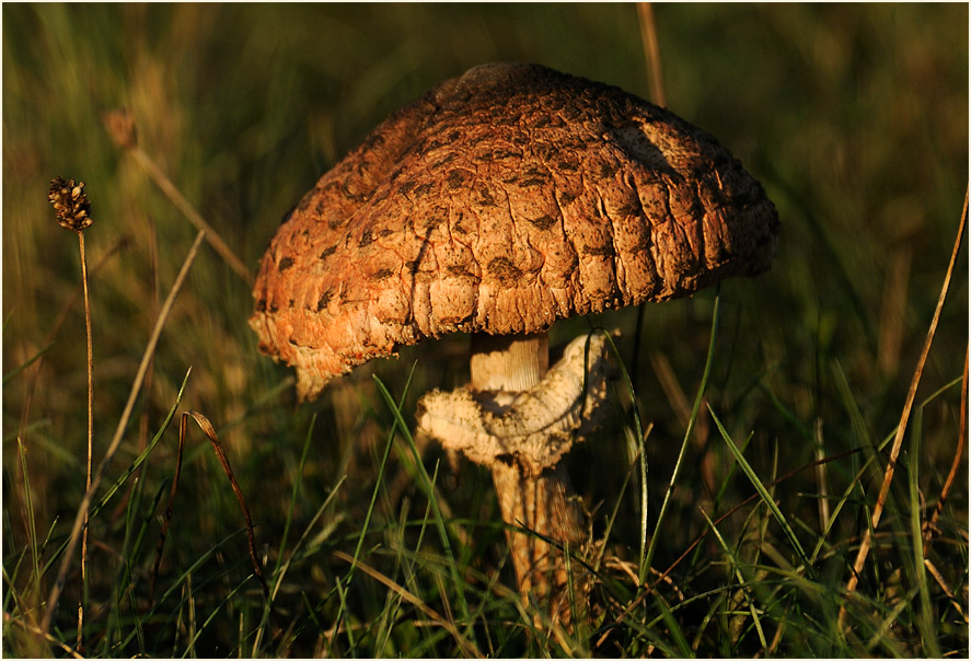 Parasol (Macrolepiota procera)