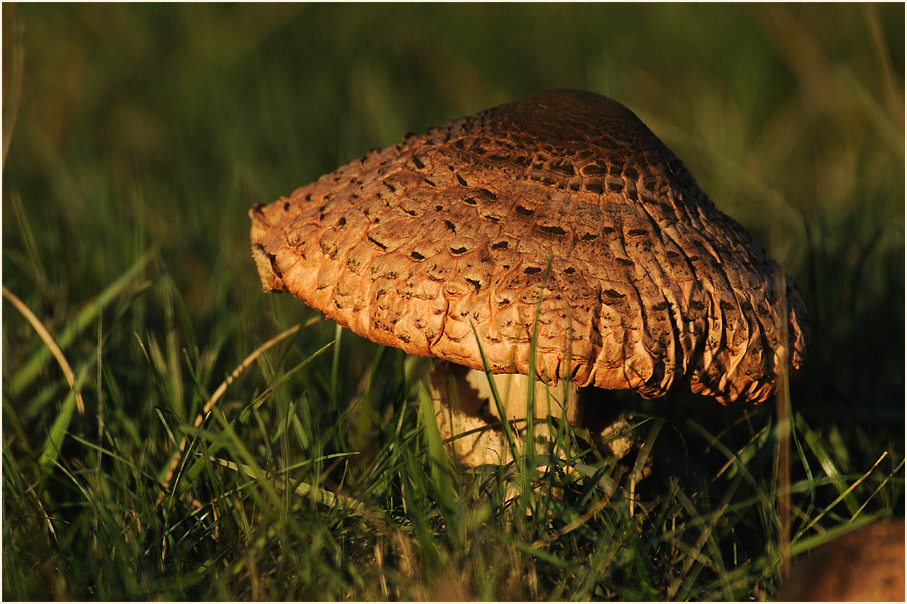 Parasol (Macrolepiota procera)
