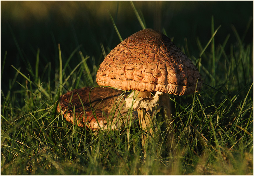 Parasol (Macrolepiota procera)