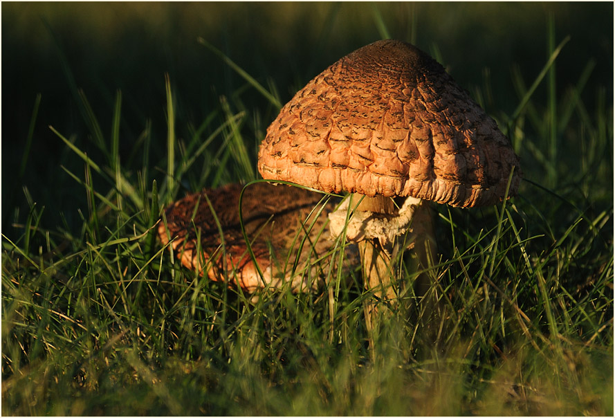 Parasol (Macrolepiota procera)