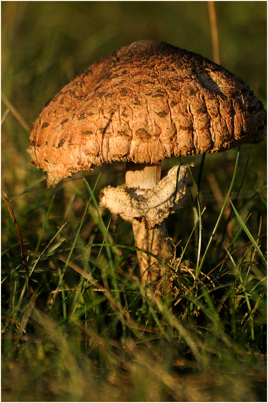 Parasol (Macrolepiota procera)