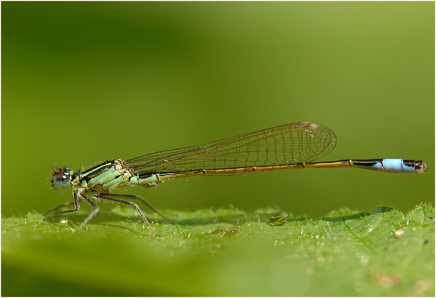 Libellen, Pechlibelle