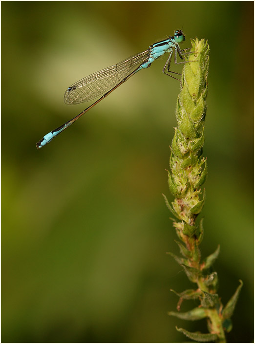 Libellen, Pechlibelle