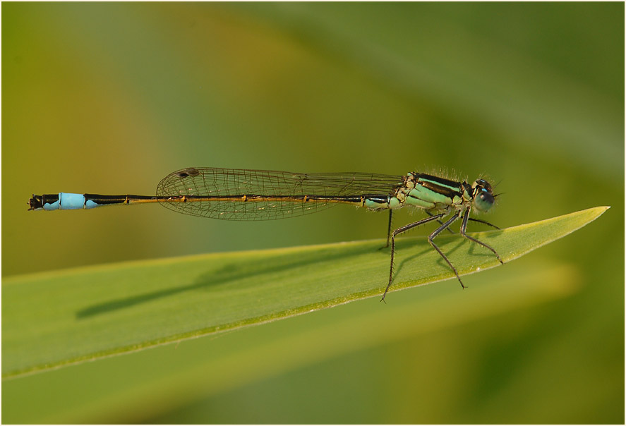 Libellen, Pechlibelle