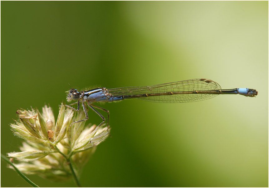 Libellen, Pechlibelle