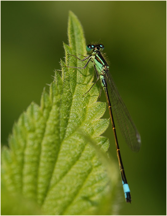 Libellen, Pechlibelle