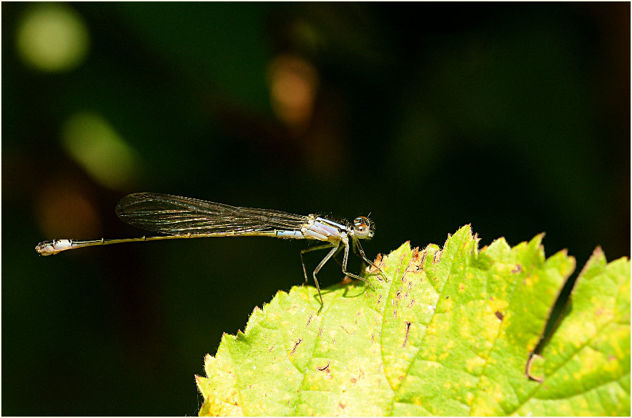 Libellen, Pechlibelle