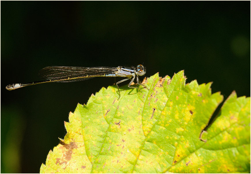 Libellen, Pechlibelle