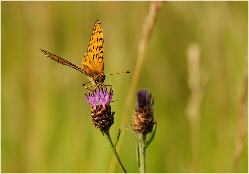 Großer Perlmuttfalter