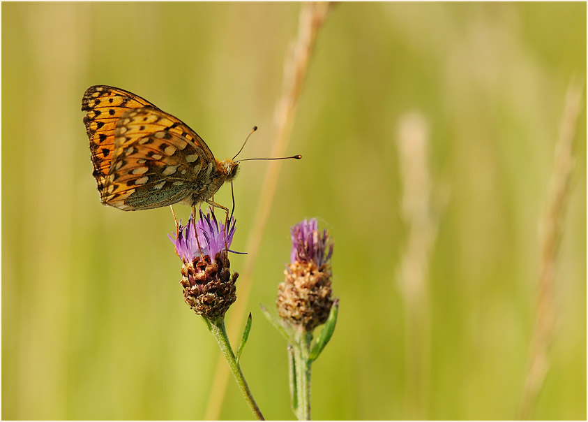 Großer Perlmuttfalter
