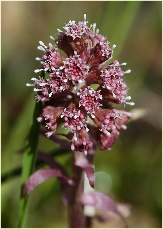 Pestwurz (Petasites hybridus)