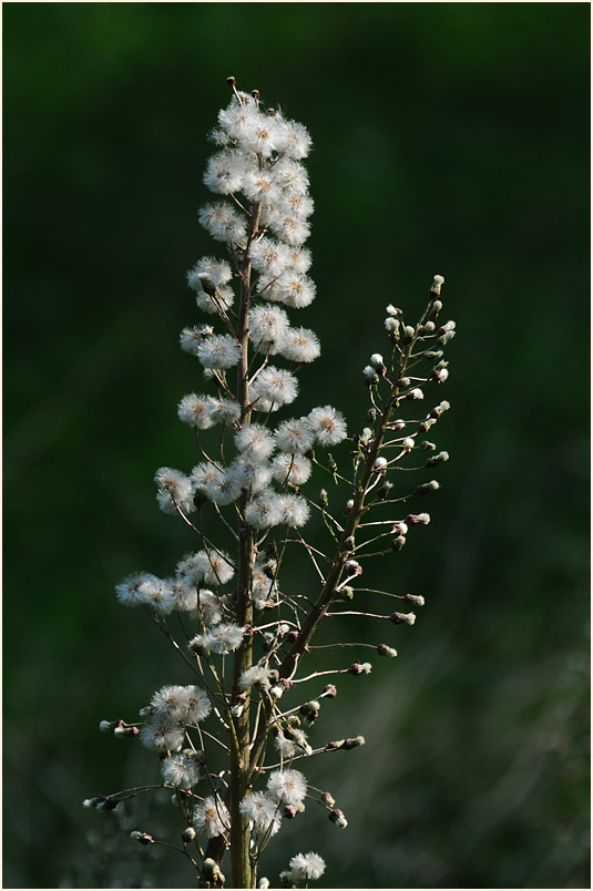 Pestwurz (Petasites hybridus)