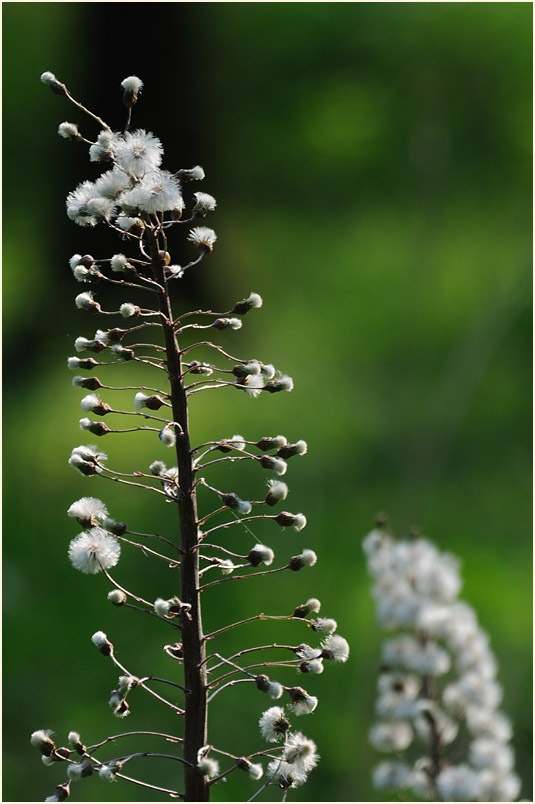 Pestwurz (Petasites hybridus)