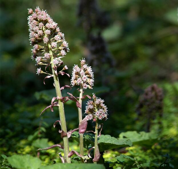 Pestwurz (Petasites hybridus)