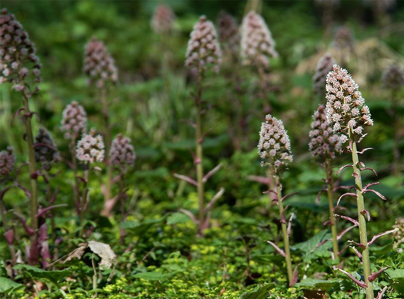 Pestwurz (Petasites hybridus)