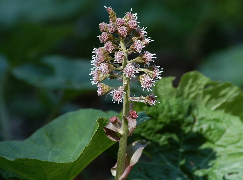 Pestwurz (Petasites hybridus)