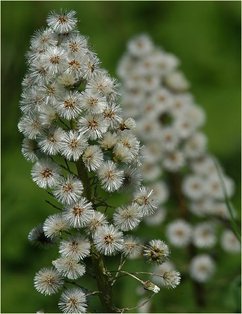 Pestwurz (Petasites hybridus)