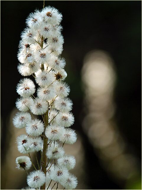 Pestwurz (Petasites hybridus)