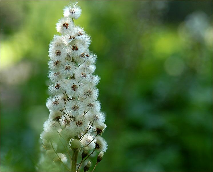 Pestwurz (Petasites hybridus)