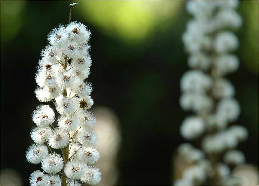 Pestwurz (Petasites hybridus)