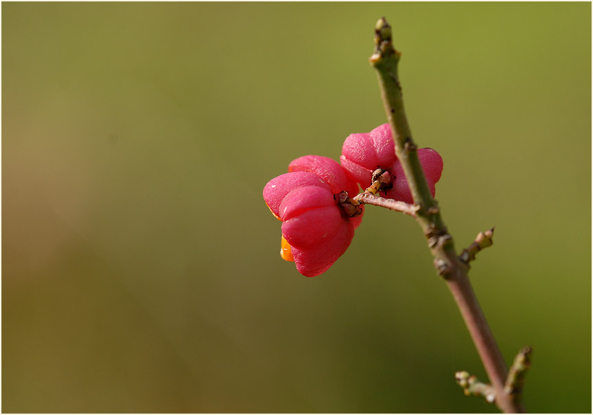 Pfaffenhütchen (Euonymus)