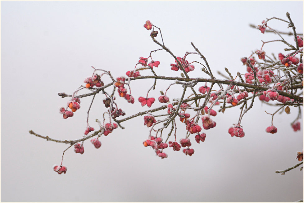 Pfaffenhütchen (Euonymus)