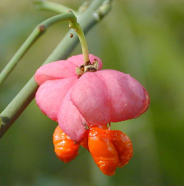 Pfaffenhütchen (Euonymus)