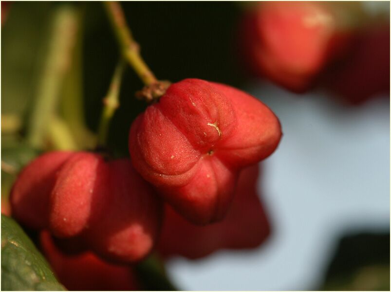 Pfaffenhütchen (Euonymus)