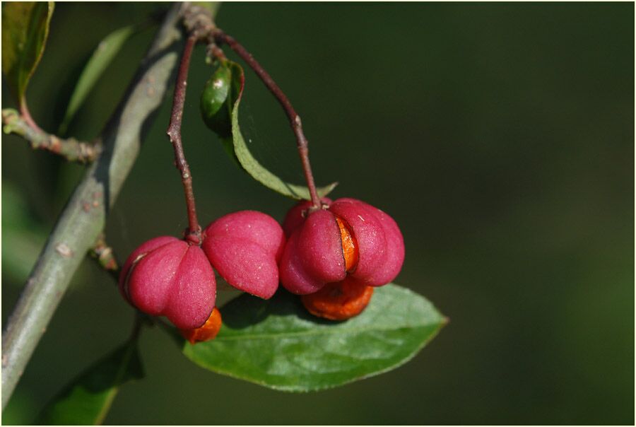 Pfaffenhütchen (Euonymus)