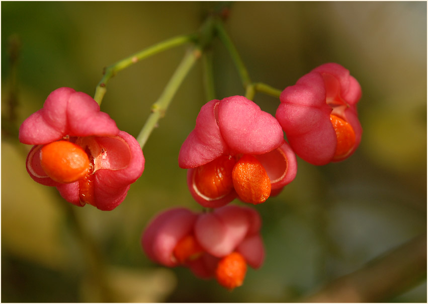 Pfaffenhütchen (Euonymus)