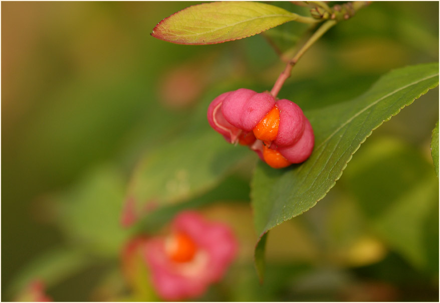 Pfaffenhütchen (Euonymus)