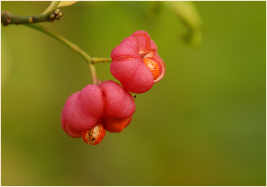 Pfaffenhütchen (Euonymus)