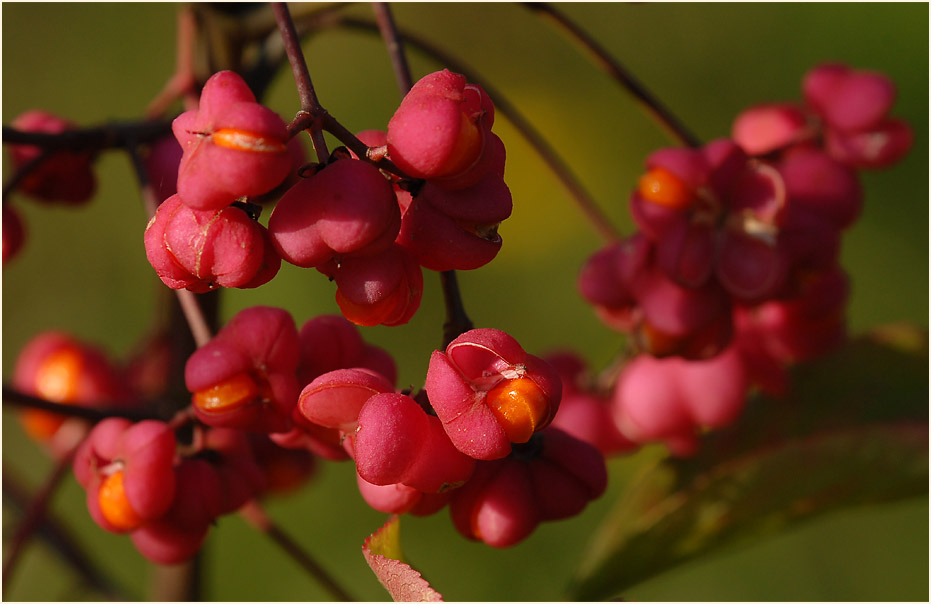 Pfaffenhütchen (Euonymus)