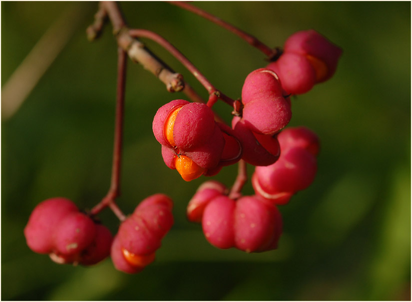 Pfaffenhütchen (Euonymus)