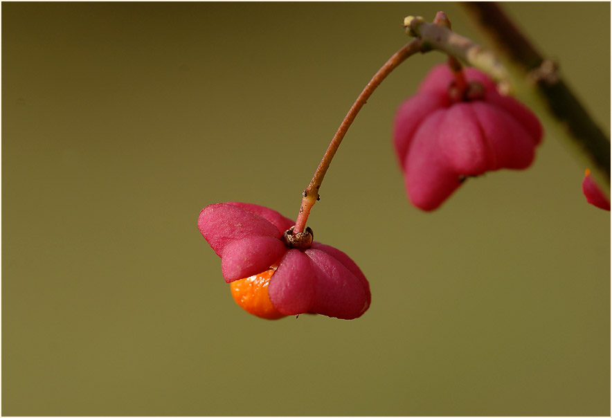 Pfaffenhütchen (Euonymus)