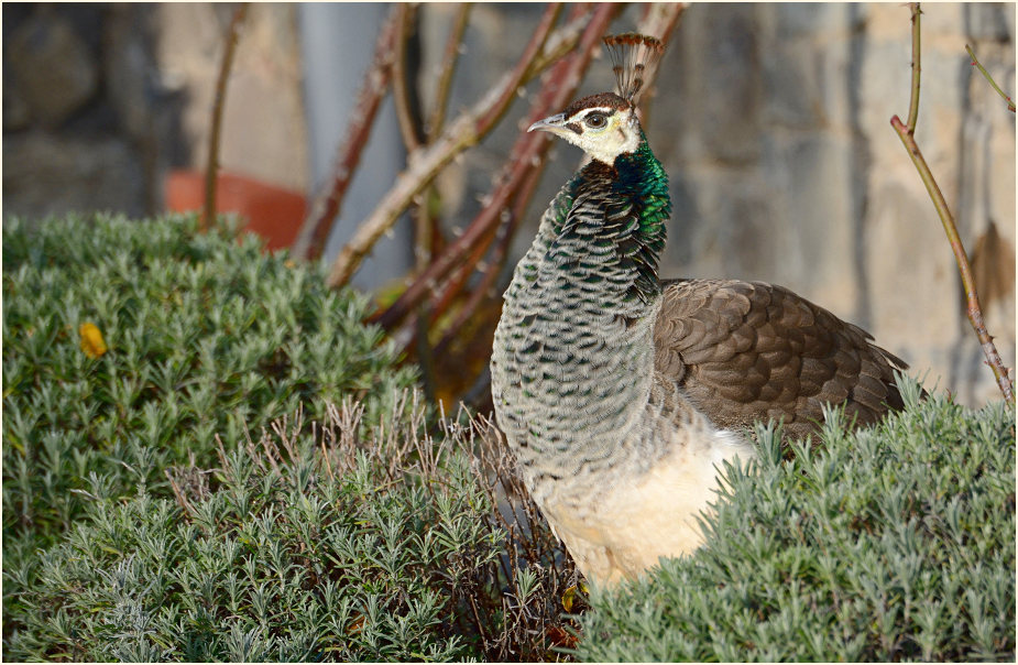 Pfau (Pavo cristatus)