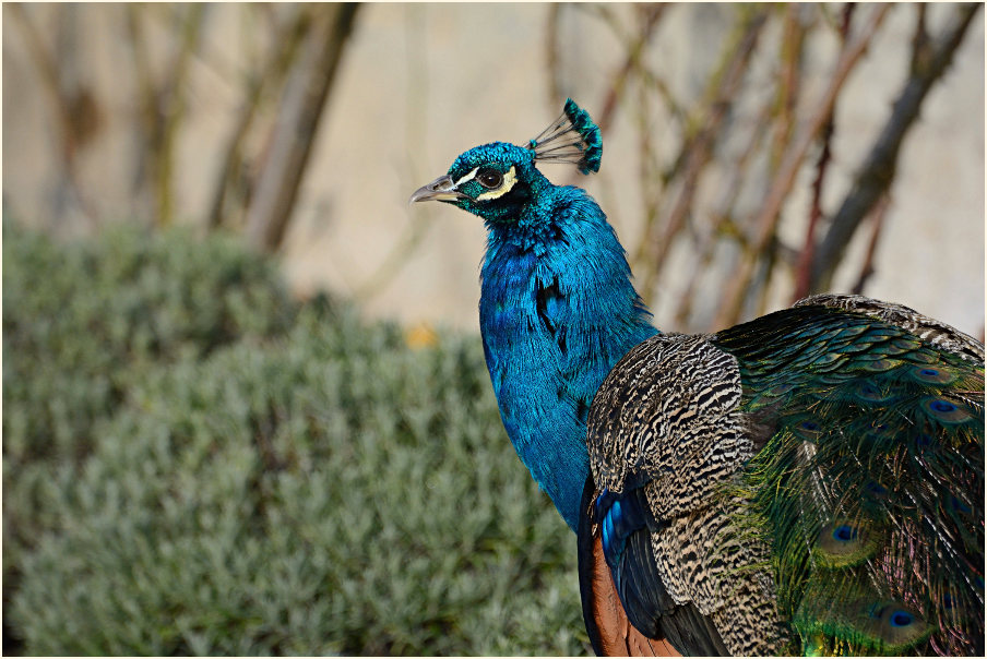Pfau (Pavo cristatus)