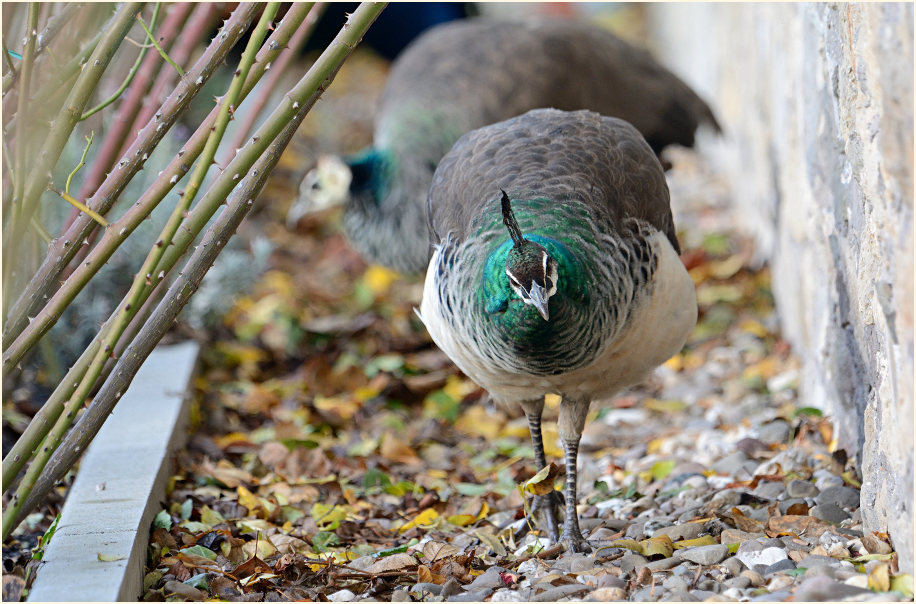 Pfau (Pavo cristatus)