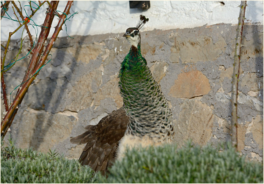 Pfau (Pavo cristatus)