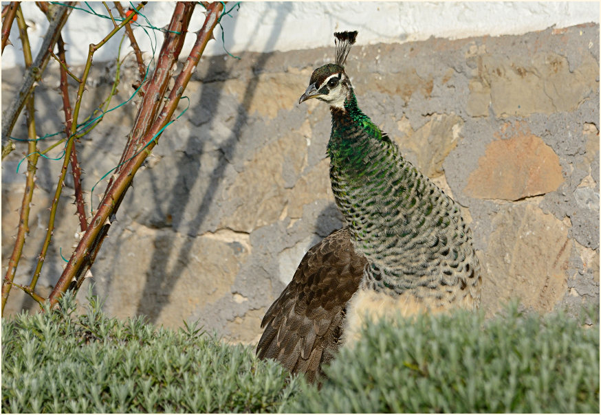 Pfau (Pavo cristatus)