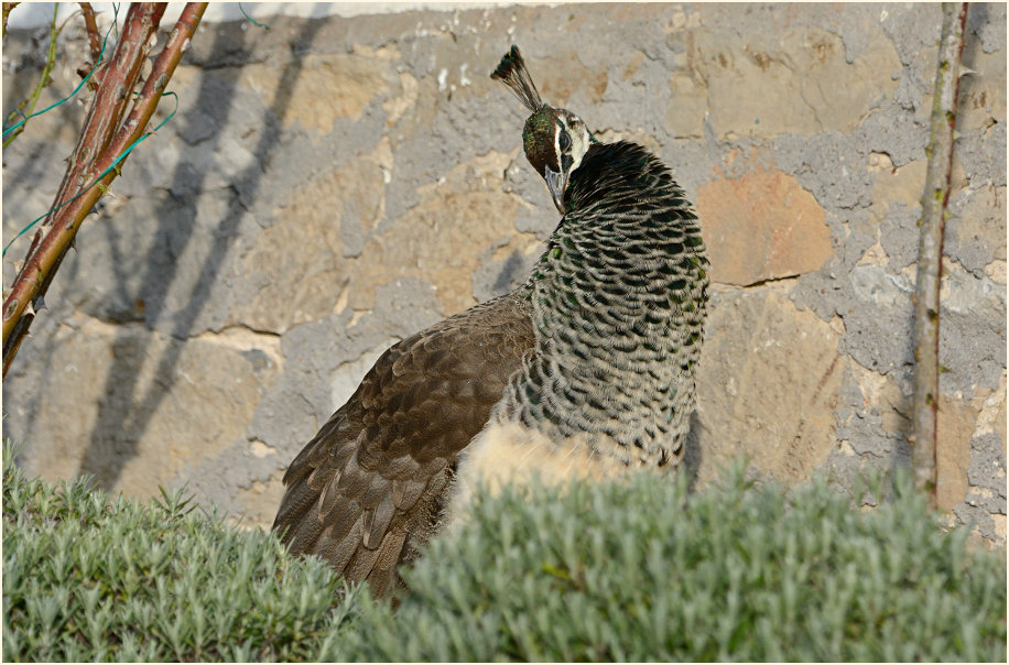 Pfau (Pavo cristatus)