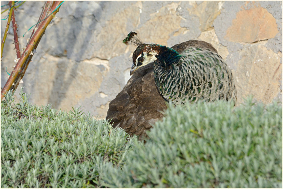 Pfau (Pavo cristatus)
