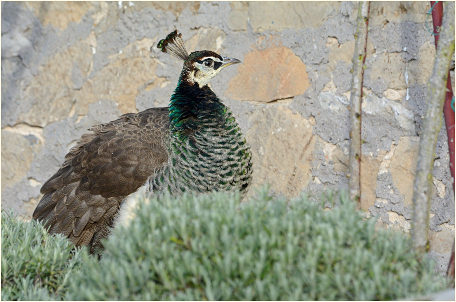 Pfau (Pavo cristatus)