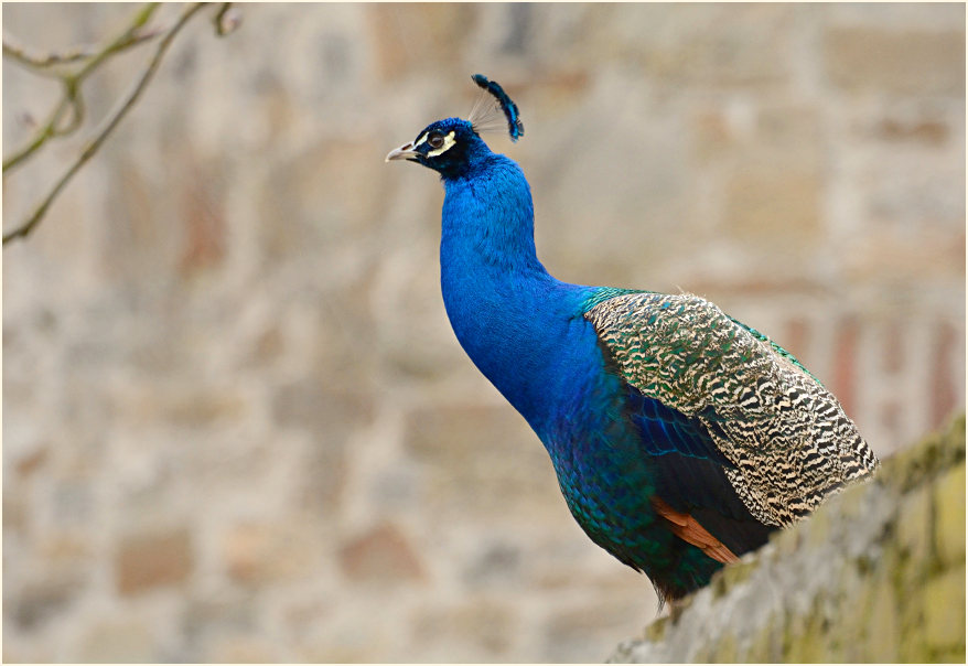 Pfau (Pavo cristatus)