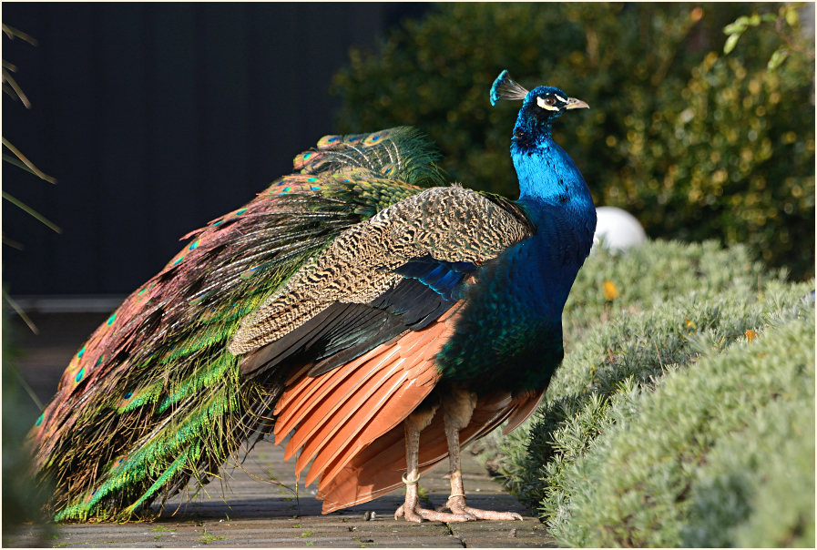 Pfau (Pavo cristatus)